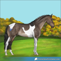 Horse Color:Brown Dun Tobiano Rabicano