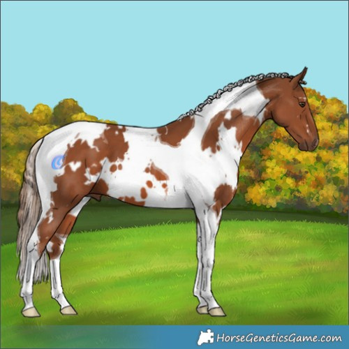 Horse Color:White Spotted Chestnut Tobiano 