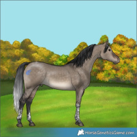 Horse Color:Brown Dun Tobiano Rabicano