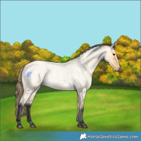 Horse Color:Buckskin Roan Varnish 