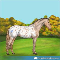 Horse Color:Chestnut Appaloosa 