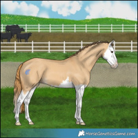 Horse Color:Red Dun Splash 