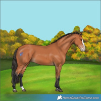 Horse Color:Bay Splash 