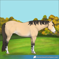 Horse Color:Buckskin 