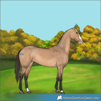 Horse Color:Bay Dun Splash 