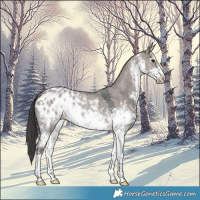 Horse Color:White Spotted Grullo Sabino Blanket Rabicano 