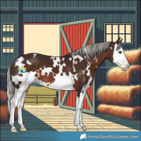 Horse Color:White Spotted Silver Brown Splash 