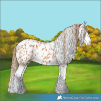 Horse Color:Chestnut Splash Appaloosa