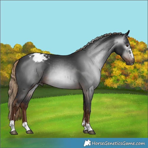 Horse Color:Gray Liver Chestnut Appaloosa 