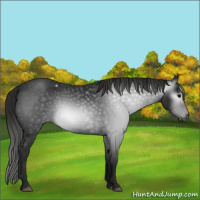 Horse Color:Gray Black Appaloosa 