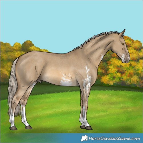 Horse Color:Chocolate Palomino Dun Mushroom Sabino 