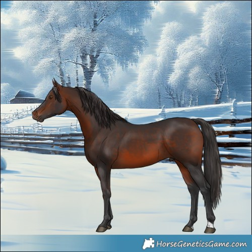 Horse Color:Brown 
