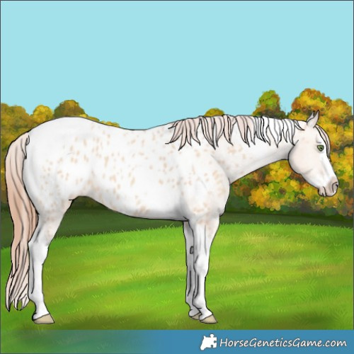 Horse Color:Amber Champagne Dun Splash Tobiano Appaloosa 