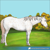 Horse Color:Amber Champagne Dun Splash Tobiano Appaloosa 