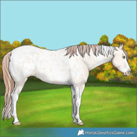 Horse Color:Amber Champagne Dun Splash Tobiano Appaloosa 