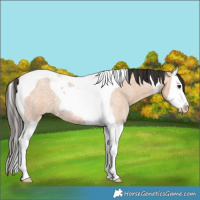Horse Color:Bay Roan Dun Splash Tobiano