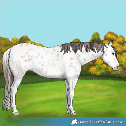 Horse Color:Bay Roan Sabino Splash Appaloosa 