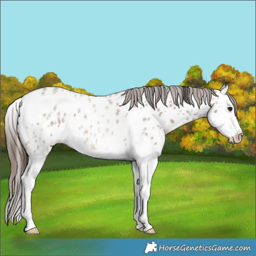 Horse Color:Bay Roan Sabino Splash Appaloosa 