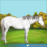 Horse Color:Bay Roan Sabino Splash Near Leopard 