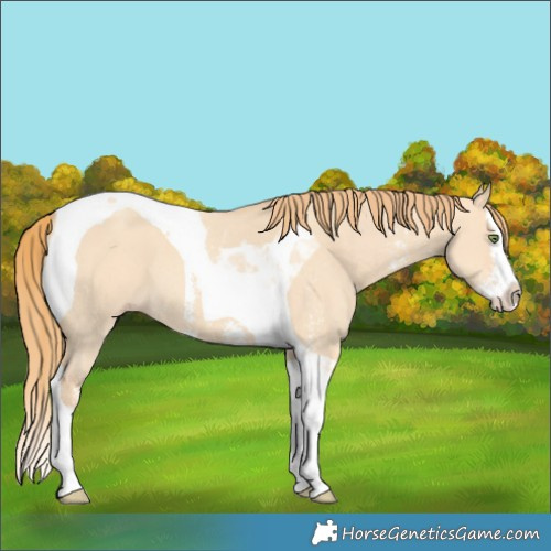 Horse Color:Gold Champagne Dun Sabino Splash Tobiano 