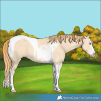 Horse Color:Gold Champagne Dun Sabino Splash Tobiano 