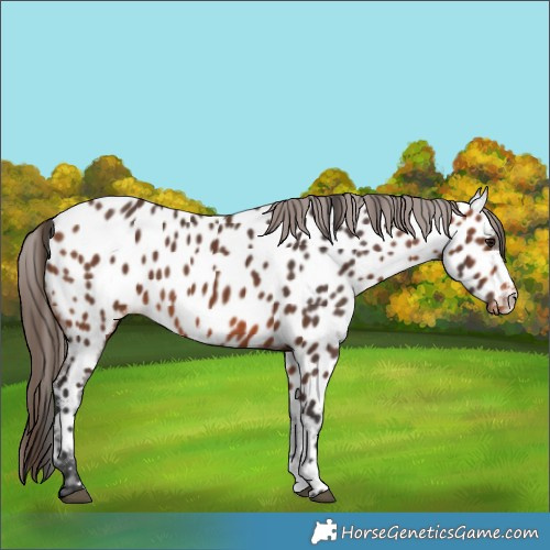 Horse Color:Bay Sabino Appaloosa 