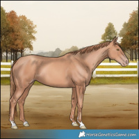 Horse Color:Gold Champagne 