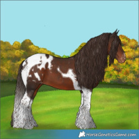 Horse Color:Liver Chestnut Tobiano Appaloosa 