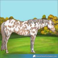 Horse Color:Amber Champagne Sabino Near Leopard 