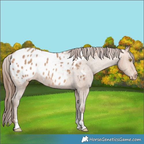 Horse Color:Amber Champagne Sabino Appaloosa 