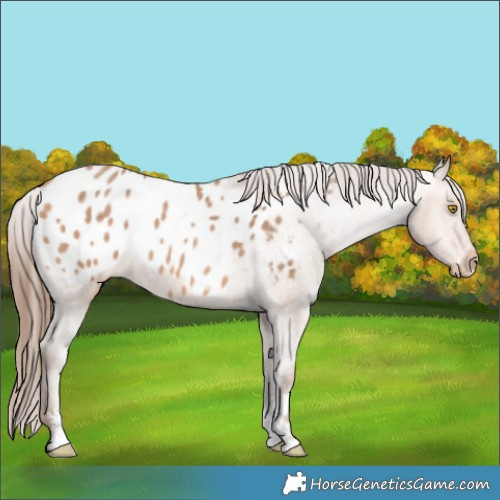 Horse Color:Amber Champagne Sabino Appaloosa 