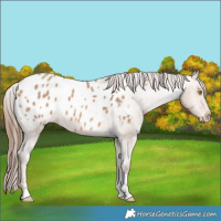 Horse Color:Amber Champagne Sabino Appaloosa 