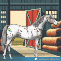 Horse Color:White Spotted Liver Red Dun Mushroom Appaloosa 