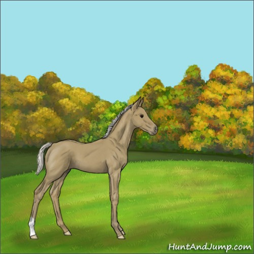 Horse Color:Silver Smoky Blue Roan 