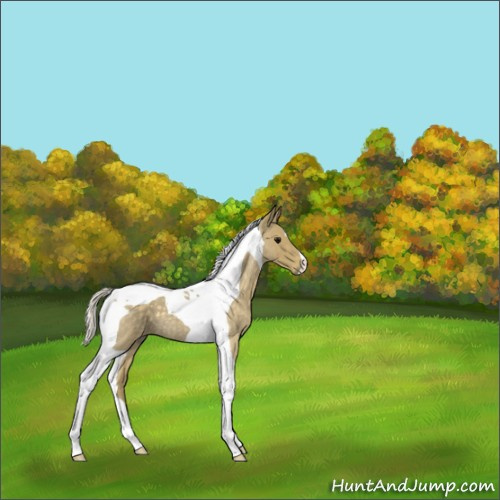 Horse Color:Silver Smoky Blue Roan Tobiano 