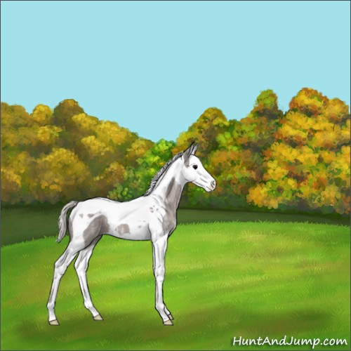 Horse Color:Silver Blue Ice Roan Splash Tobiano 