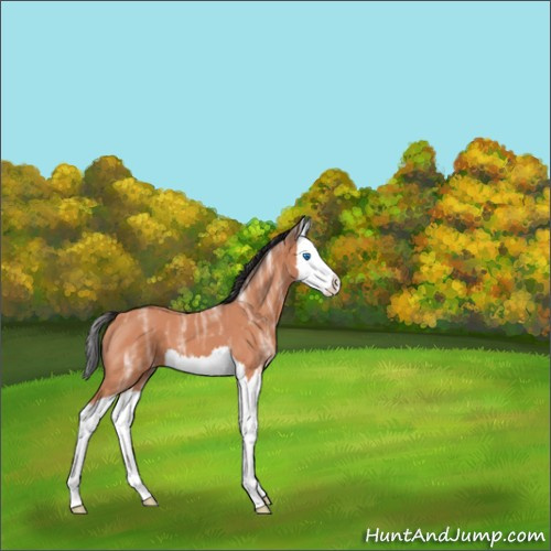 Horse Color:Bay Ice Roan Splash 