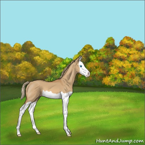 Horse Color:Red Dun Splash 