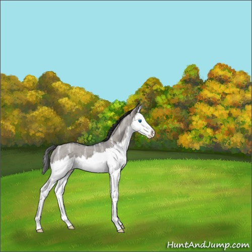 Horse Color:Grullo Ice Roan Splash 