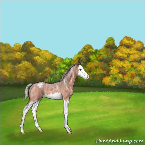 Horse Color:Silver Brown Ice Roan Splash Appaloosa 