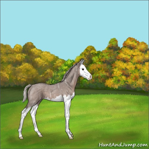Horse Color:Silver Blue Ice Roan Splash 