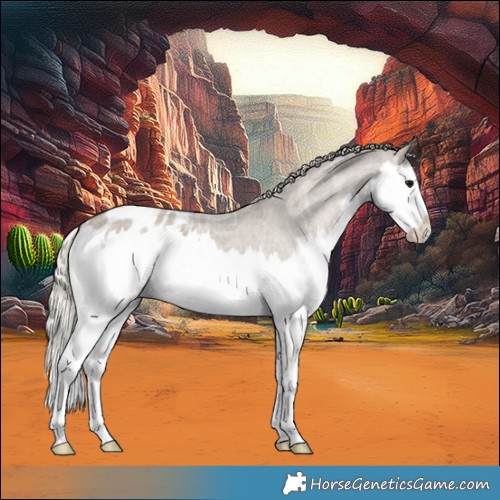 Horse Color:Silver Grullo Ice Roan Splash Appaloosa