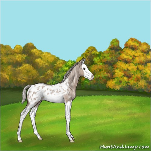 Horse Color:Silver Grullo Ice Roan Splash Appaloosa 