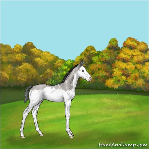 Horse Color:Grullo Ice Roan Splash 