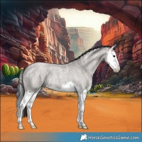 Horse Color:Smoky Grullo Ice Roan Splash