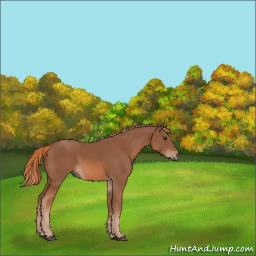 Horse Color:Chestnut 