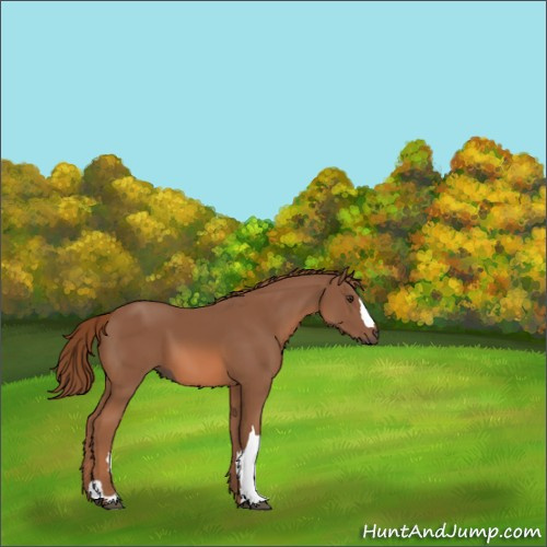 Horse Color:Chestnut 