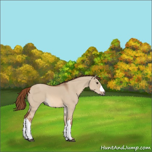 Horse Color:Red Dun 
