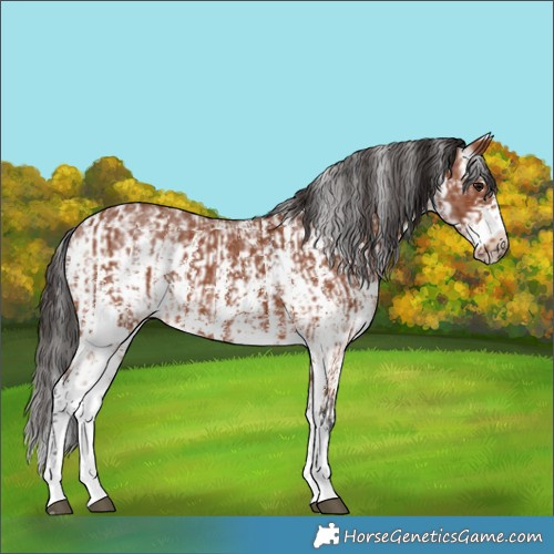 Horse Color:Bay Sabino Rabicano  and Bay Sabino Frame Rabicano 