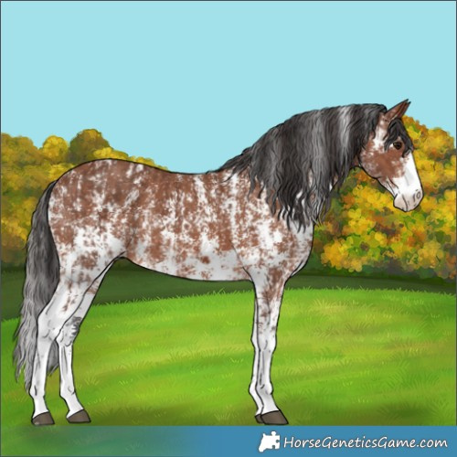 Horse Color:Brown Sabino Rabicano  and Bay Sabino Rabicano 
